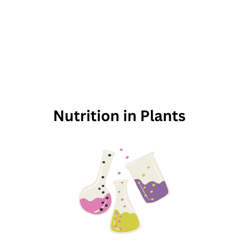 Nutrition in Plants